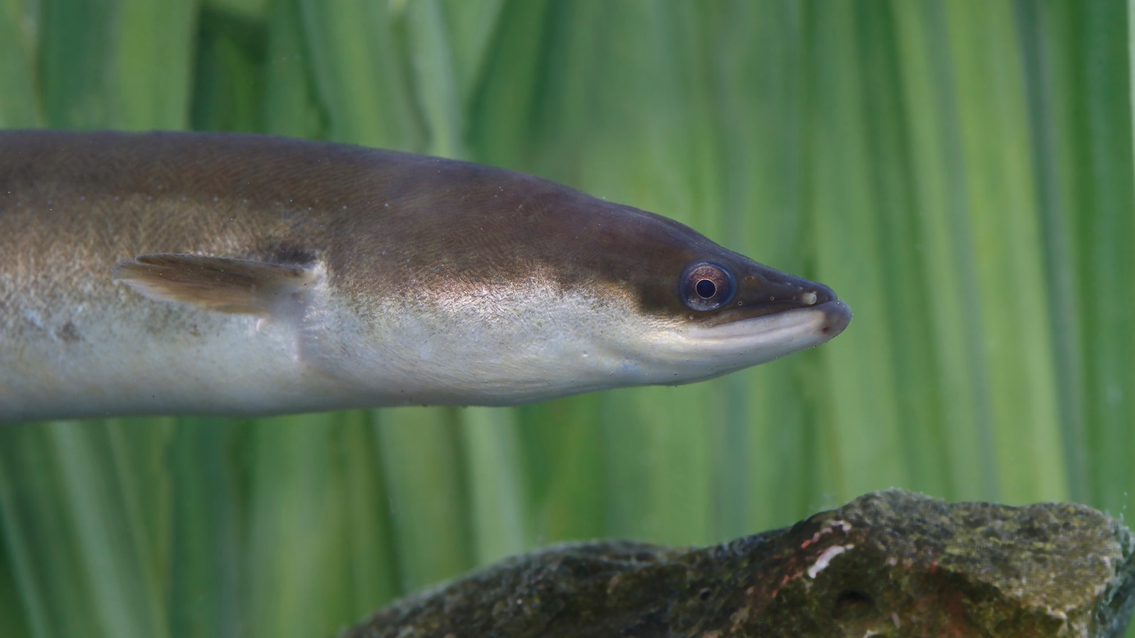 A true eel, genus Anguilla — bronze and snake-like with a blunt head and a continuous low fin — against a backdrop of green water plants