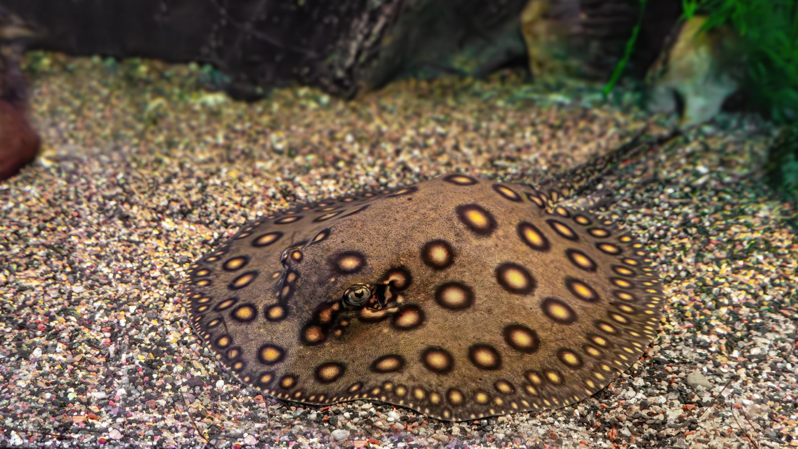 A motoro stingray on a gravel bed, its brown disc patterned with bright orange-ringed eyespots