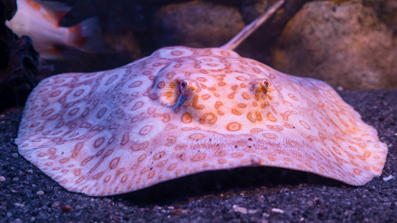 A pale, orange-ringed river stingray resting on dark sand, its eyes and breathing spiracles set on top of the flat disc