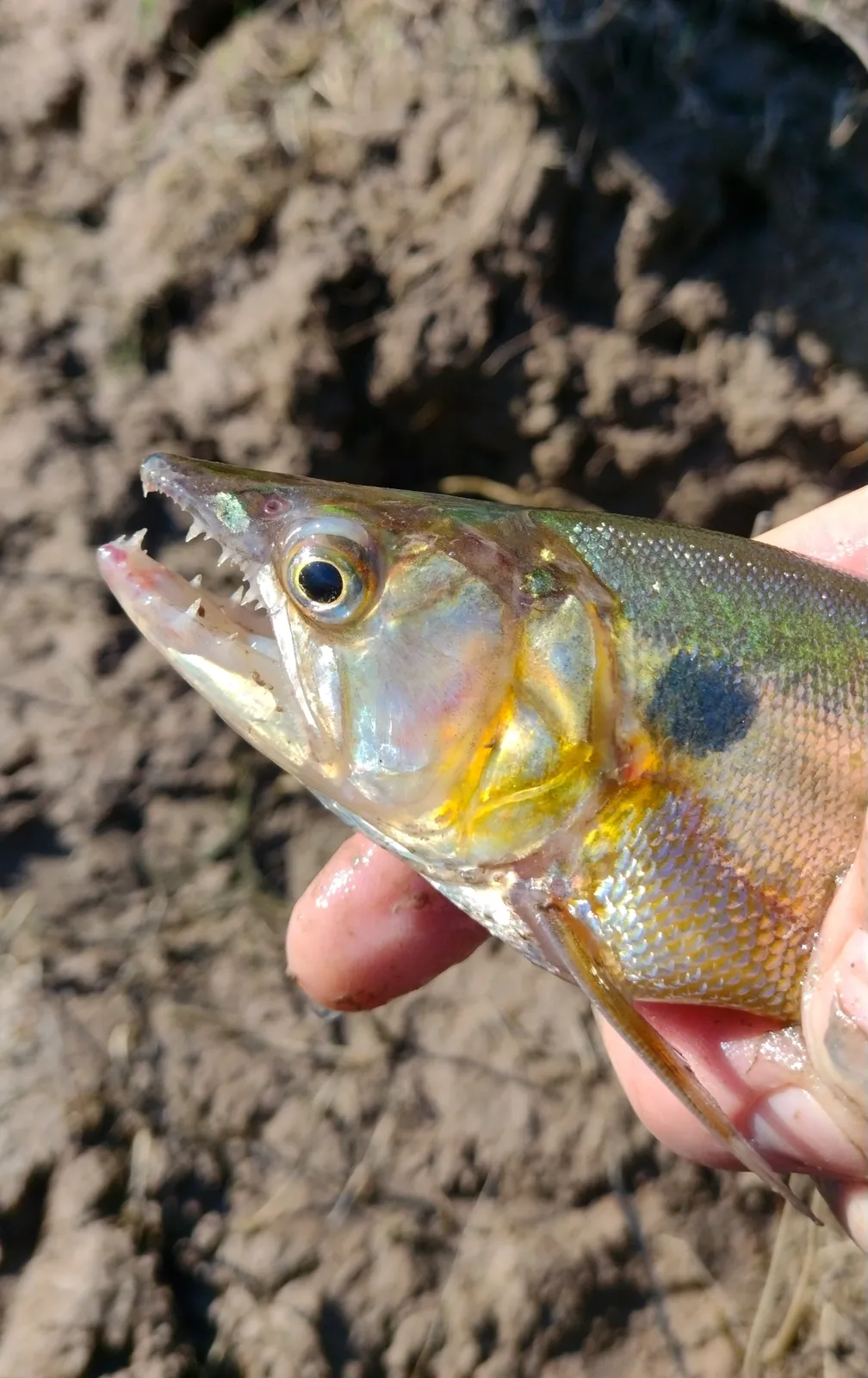 Pantanal pike characin (Acestrorhynchus pantaneiro)