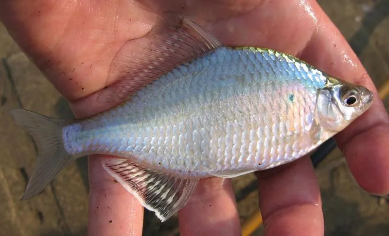 Giant bitterling (Acheilognathus macropterus)