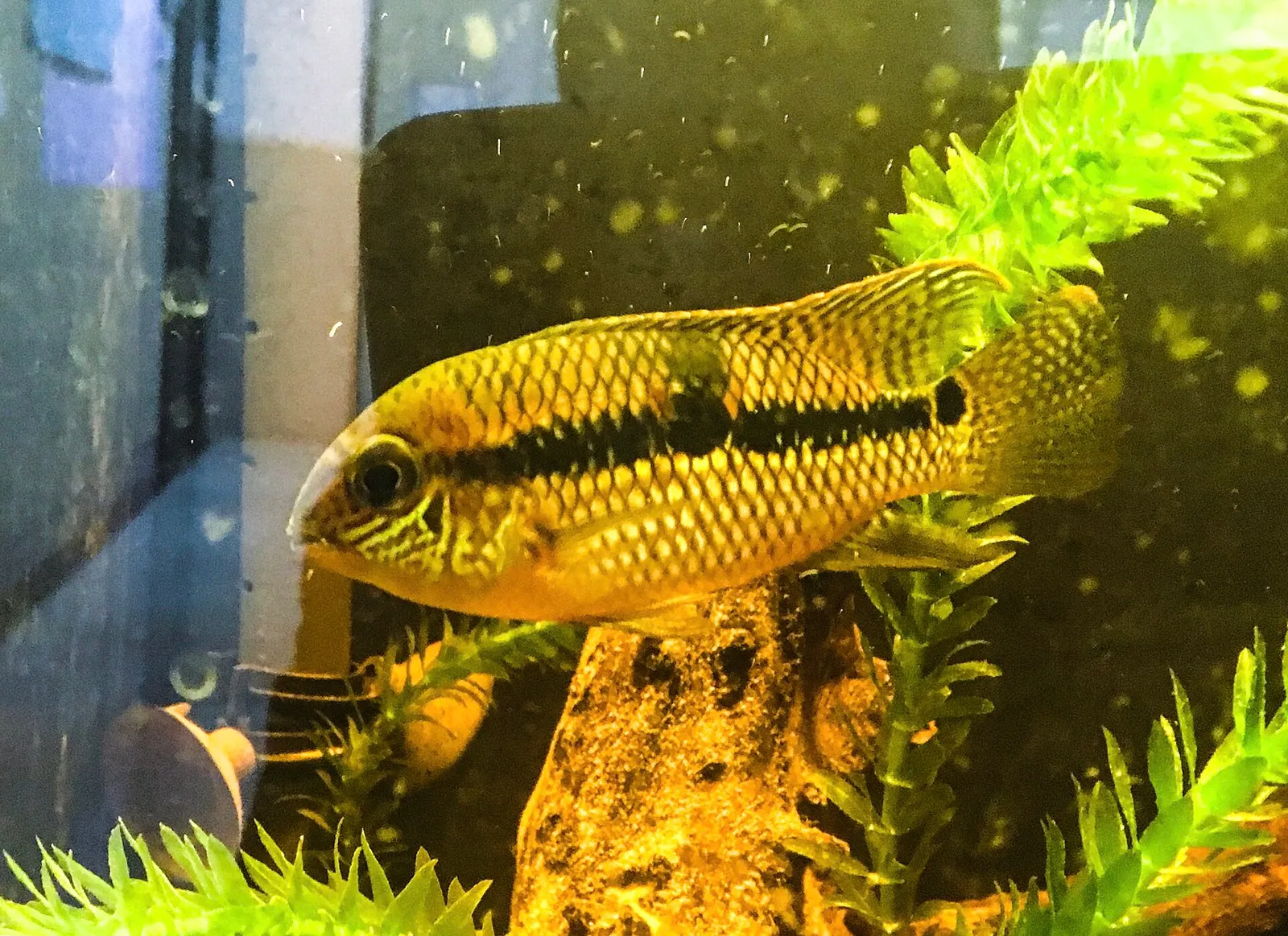 Aequidens diadema