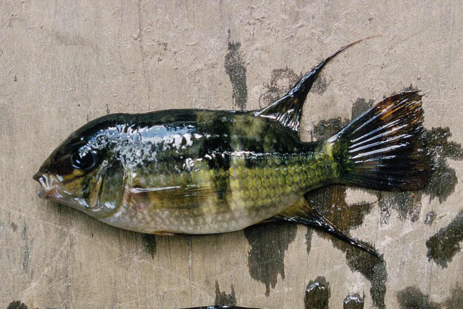 Aequidens potaroensis