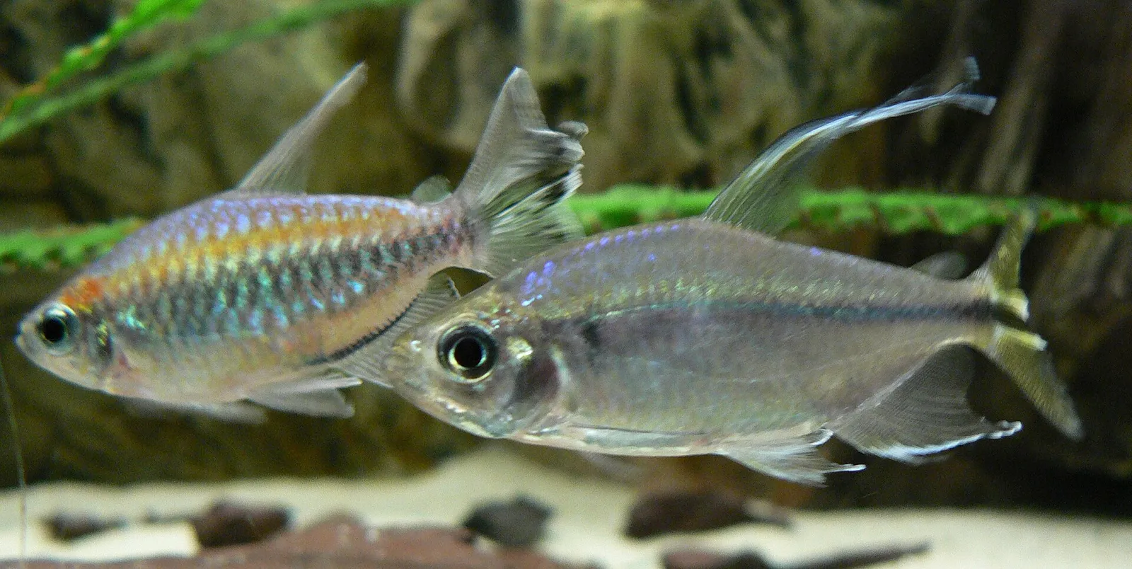 Yellowtail Tetra (Alestopetersius caudalis)
