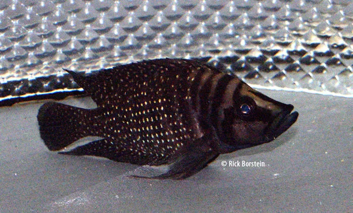 Altolamprologus calvus