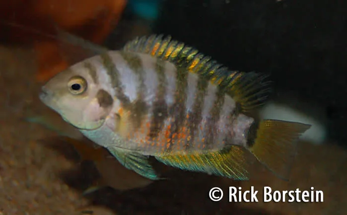 matitliana kanna Boca del Toro Female