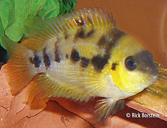 Archocentrus nanoluteus Female
