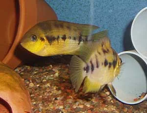 Archocentrus nanoluteus Male