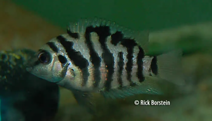 Archocentrus nigrofasciatus Female