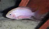 Archocentrus nigrofasciatus, Pink Variety Female