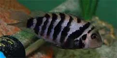 Archocentrus nigrofasciatus Standard Male