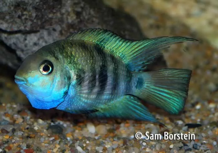 Archocentrus sp.