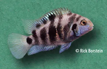 Archocentrus sp.