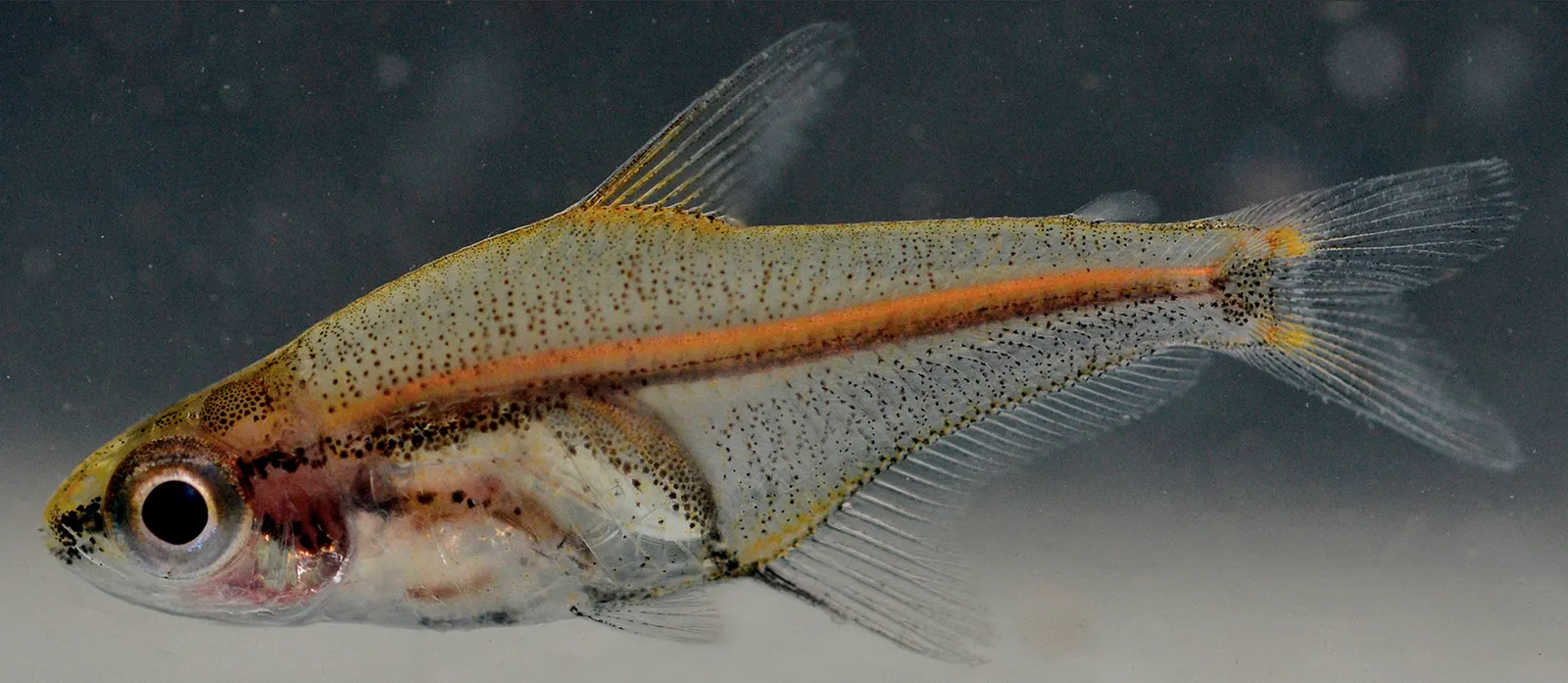 Amazonichthys lindeae