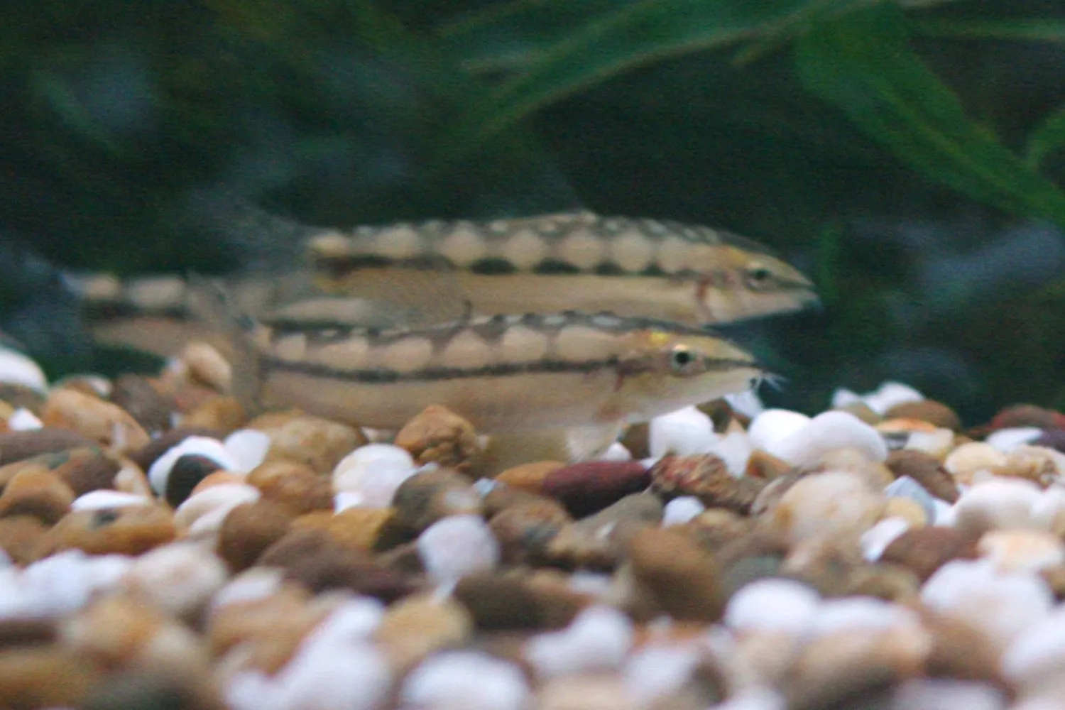 Dwarf chain loach (Ambastaia sidthimunki)