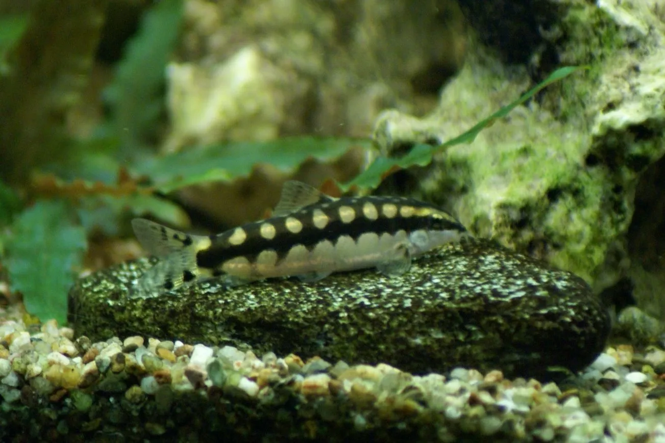 Dwarf chain loach (Ambastaia sidthimunki)