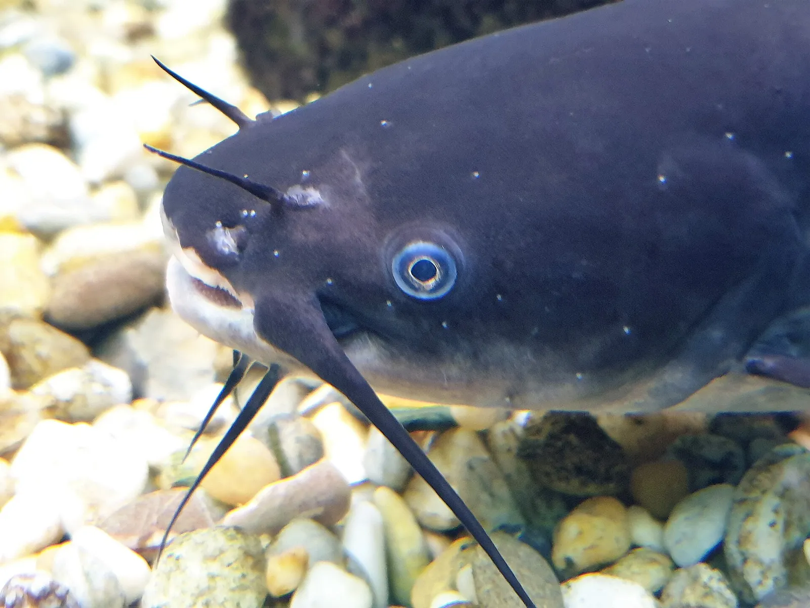 Black bullhead (Ameiurus melas)