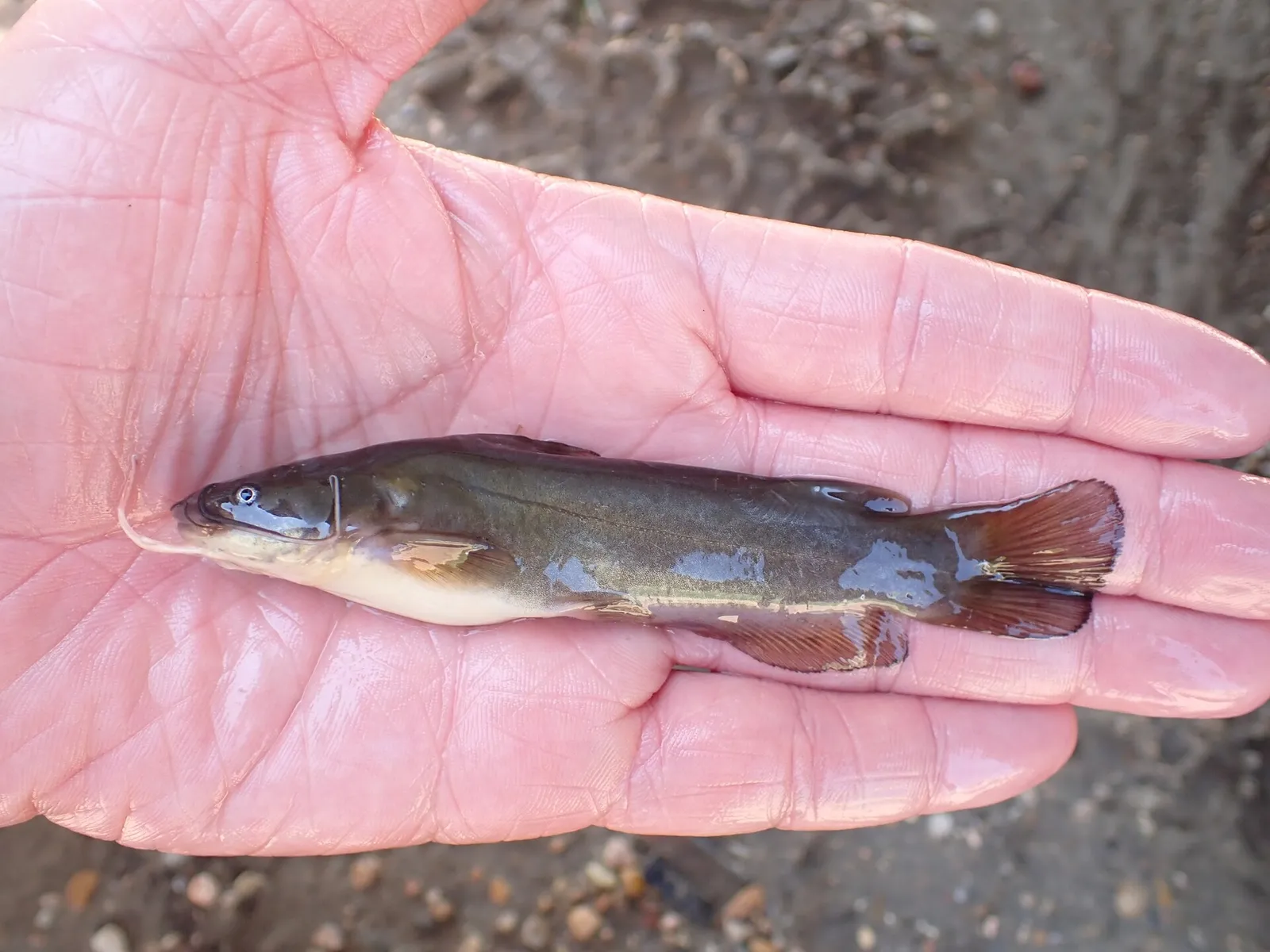 Yellow bullhead (Ameiurus natalis)