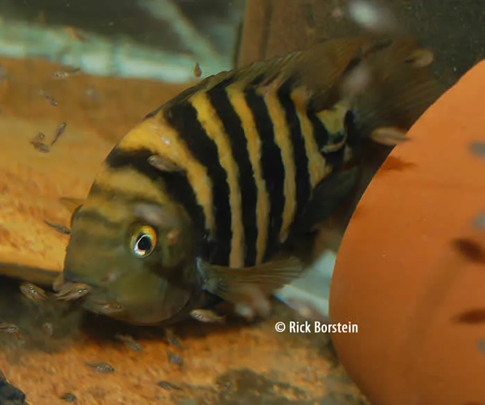 Amphilophus amarillo Female