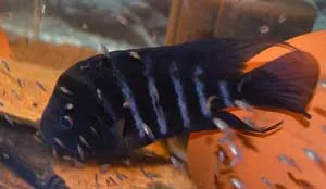 Amphilophus amarillo Male in breeding color