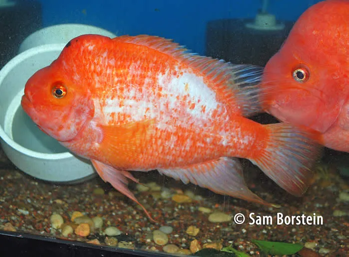 Amphilophus citrinellum Male