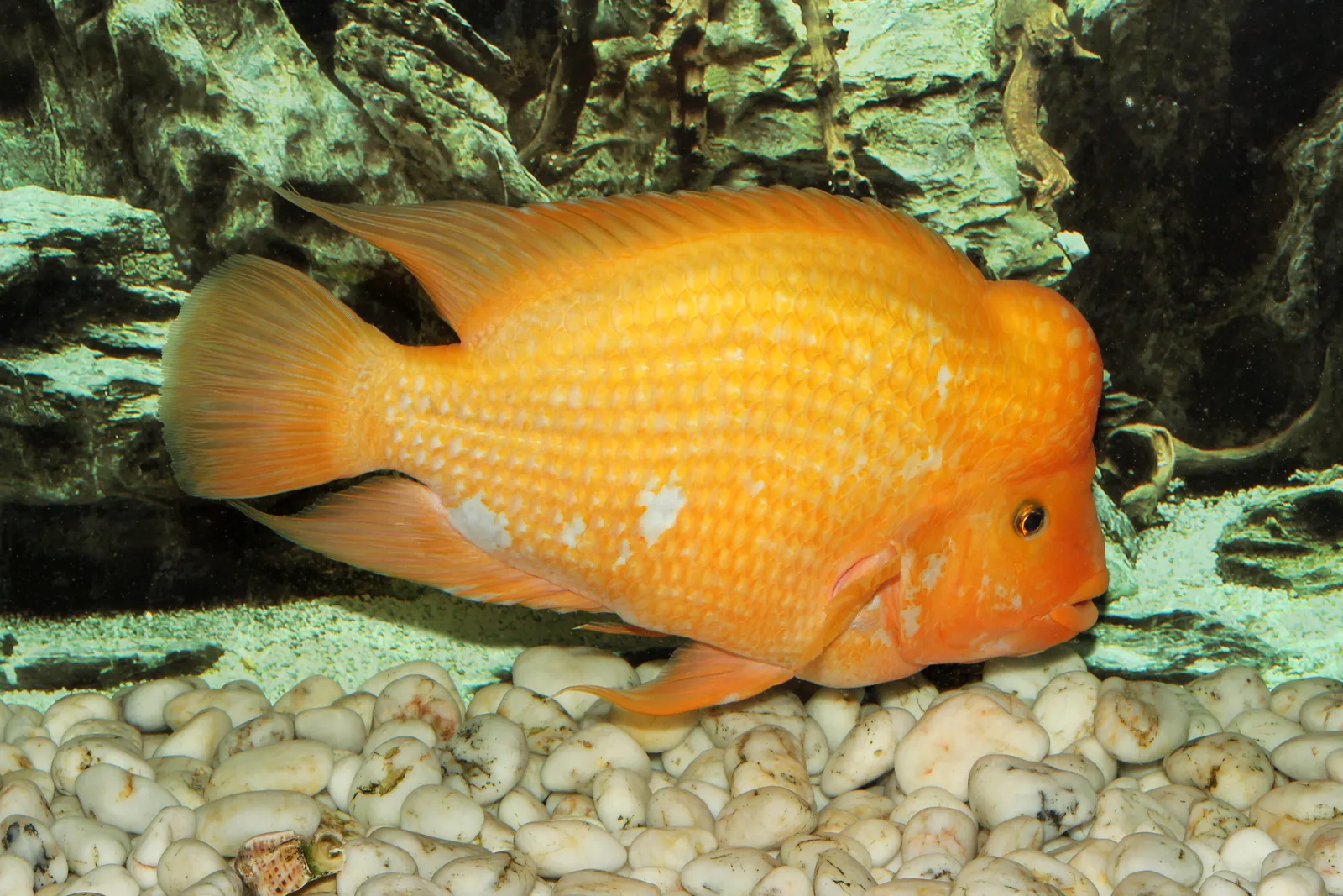 Midas cichlid (Amphilophus citrinellus)