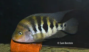 Amphilophus hogaboomarum Male