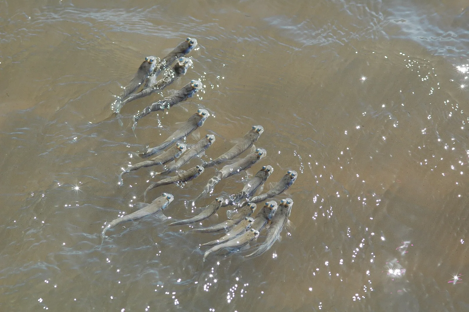Foureyes (Anableps microlepis)