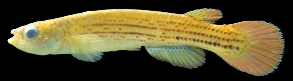 Anablepsoides waimacui