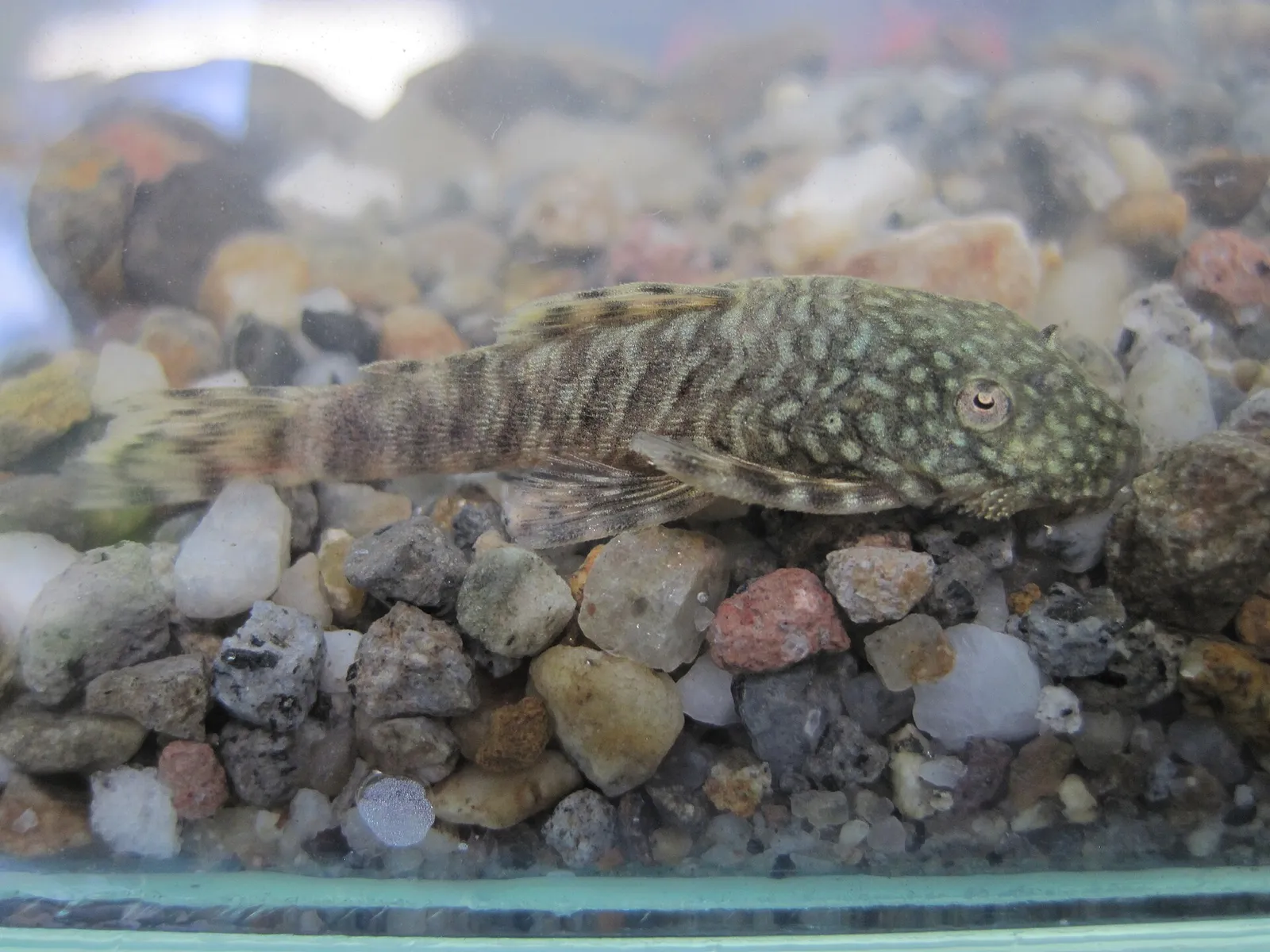 Cauca Bristlenose (Ancistrus caucanus)
