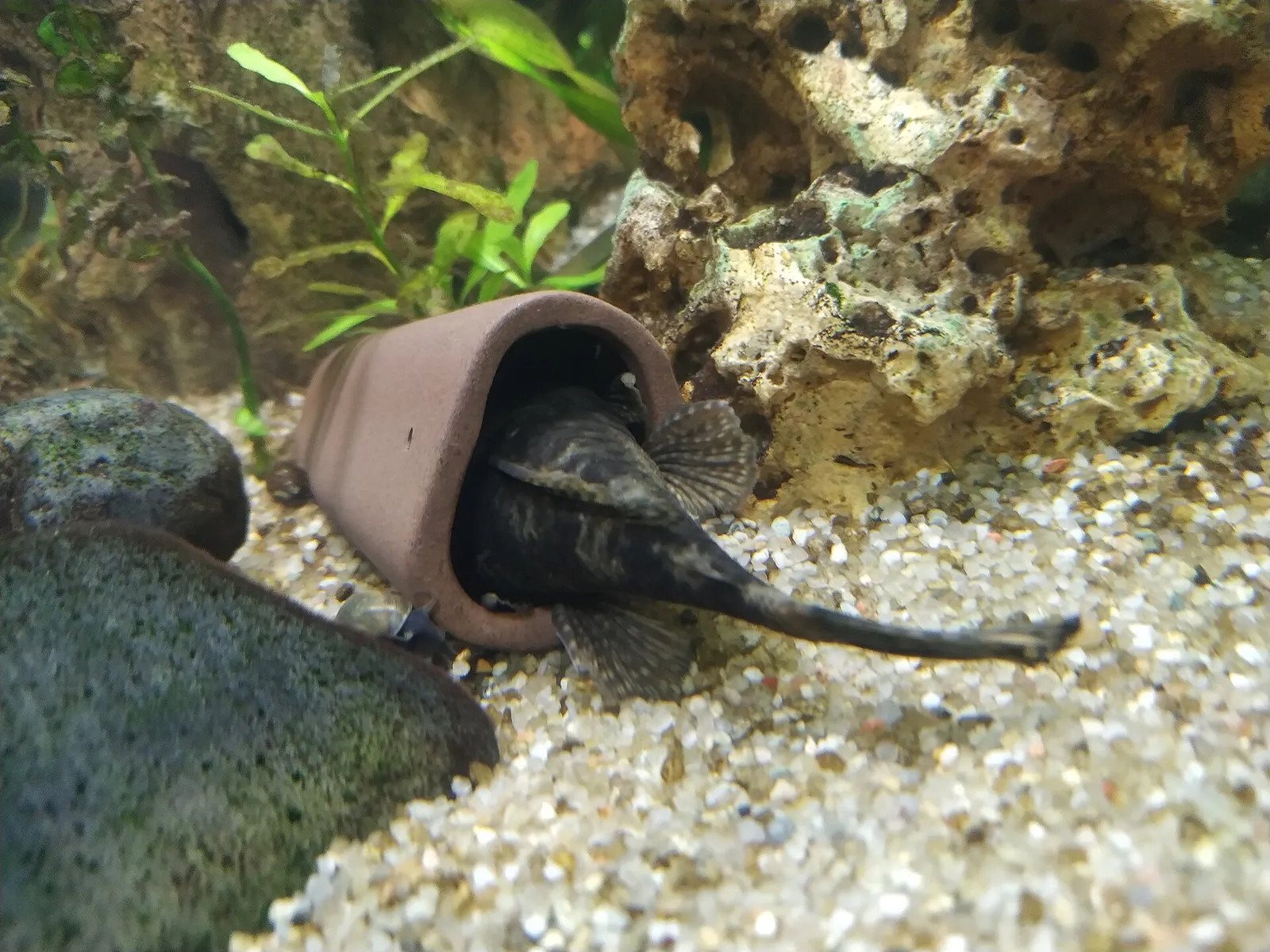 Starlight bristlenose pleco (Ancistrus dolichopterus)
