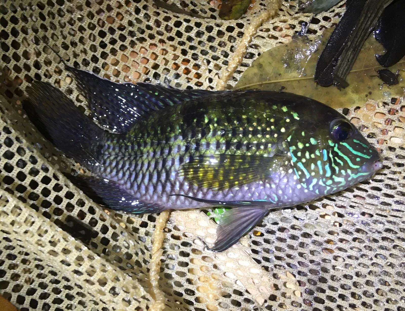 Andinoacara latifrons
