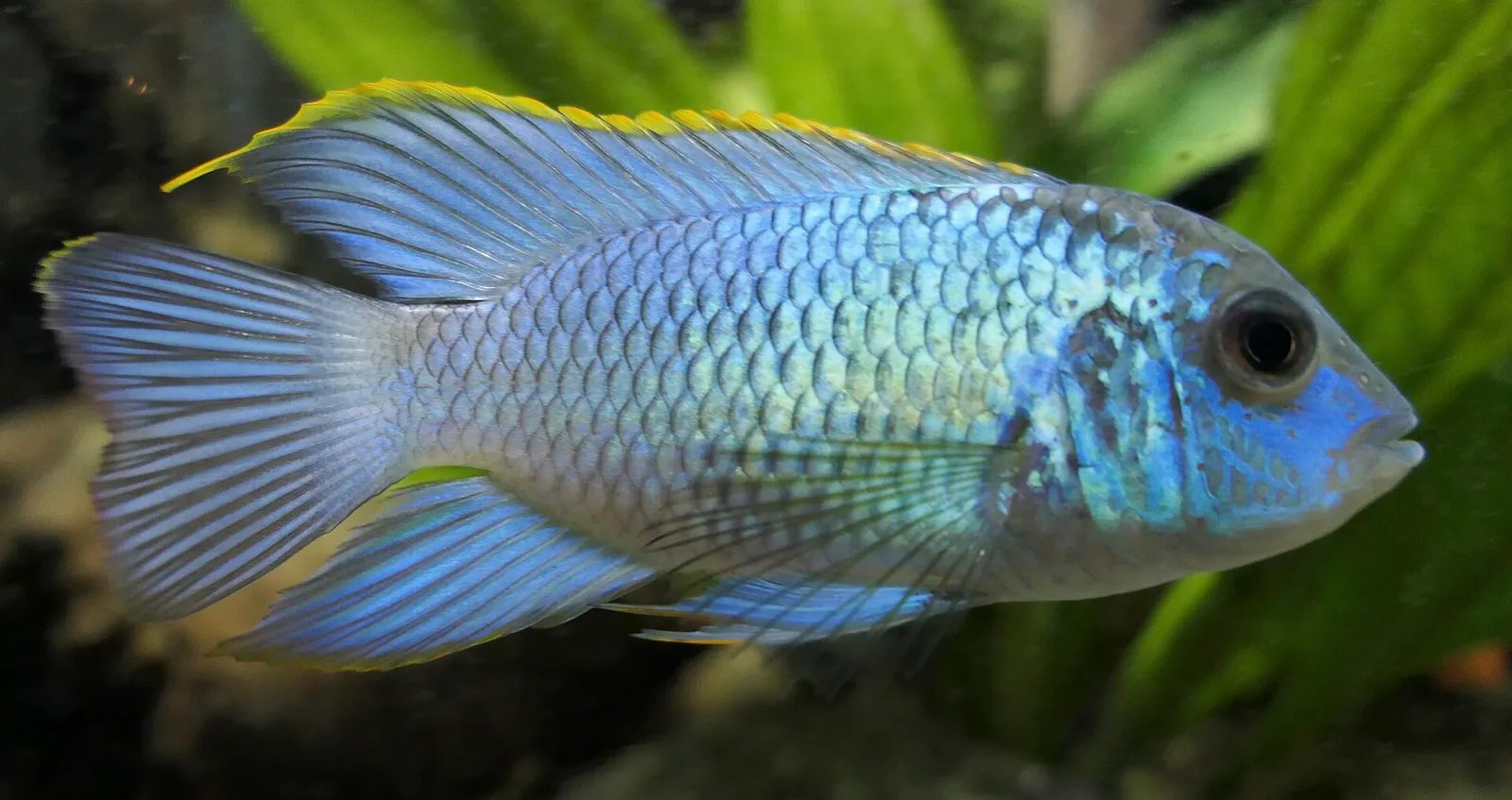Blue acara (Andinoacara pulcher)