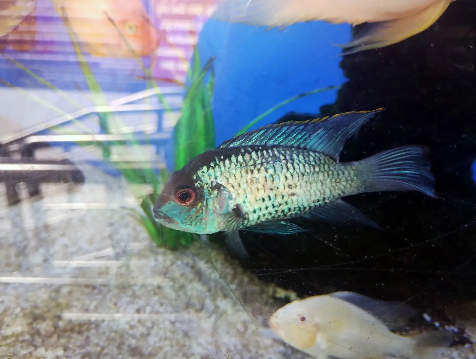 Blue acara (Andinoacara pulcher)