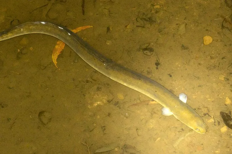 Short-finned eel (Anguilla australis)