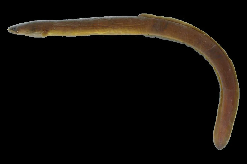 Indonesian shortfin eel (Anguilla bicolor)