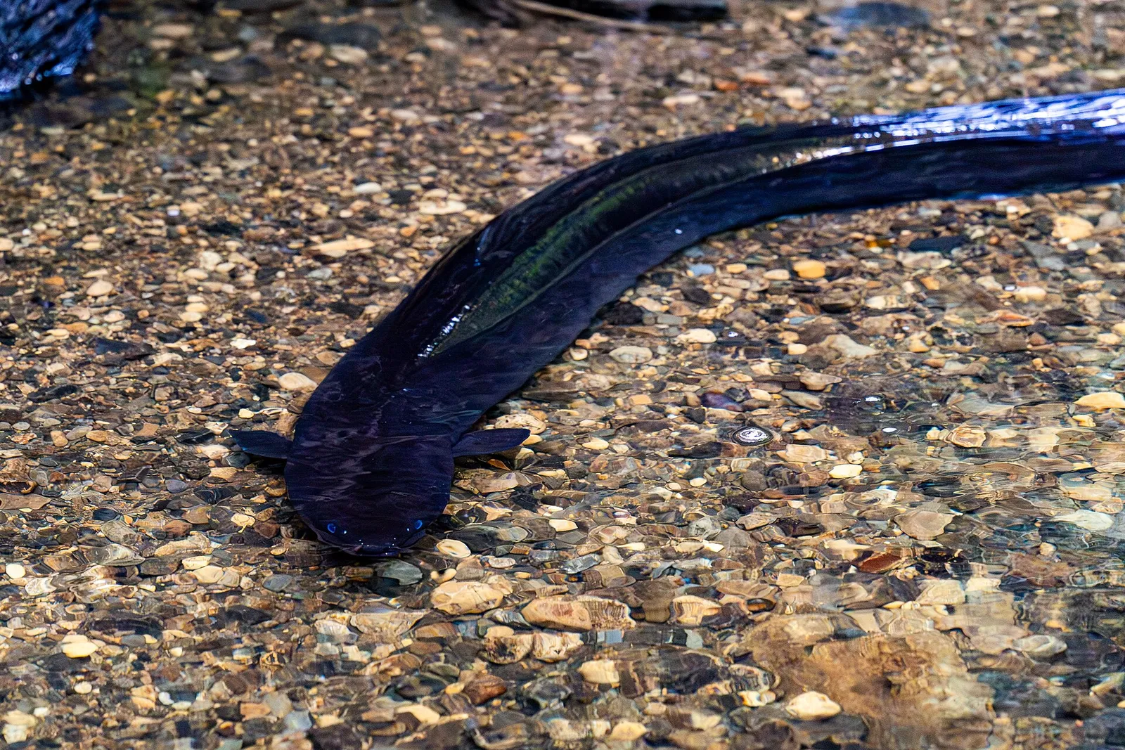 New Zealand longfin eel (Anguilla dieffenbachii)