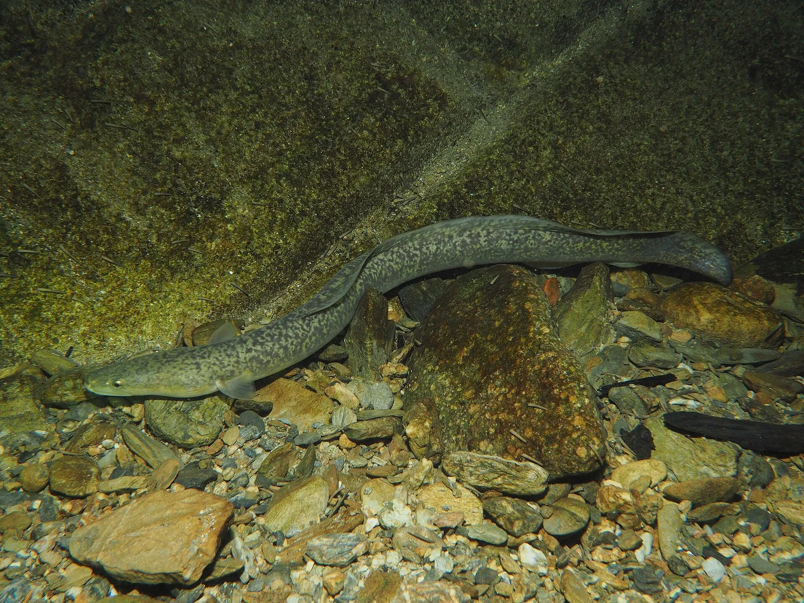 Giant mottled eel (Anguilla marmorata)