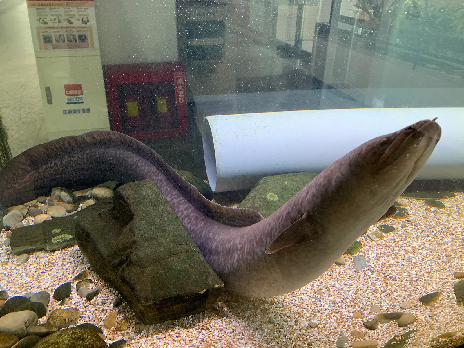 Giant mottled eel (Anguilla marmorata)