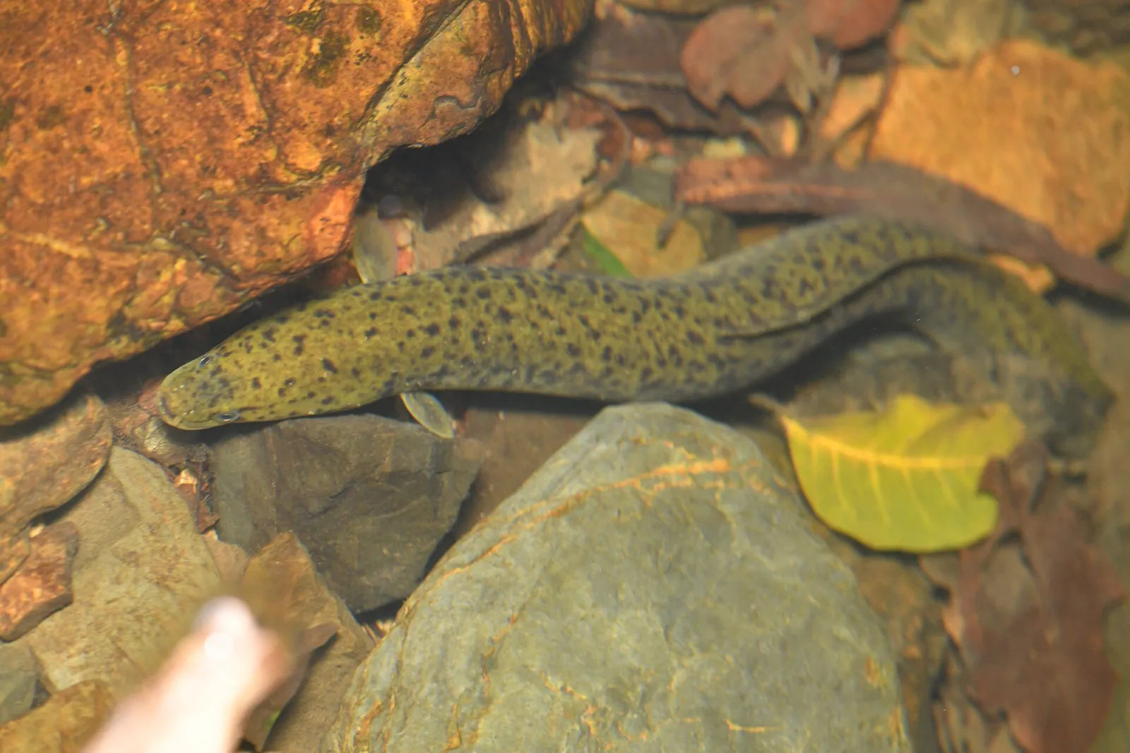 Speckled longfin eel (Anguilla reinhardtii)