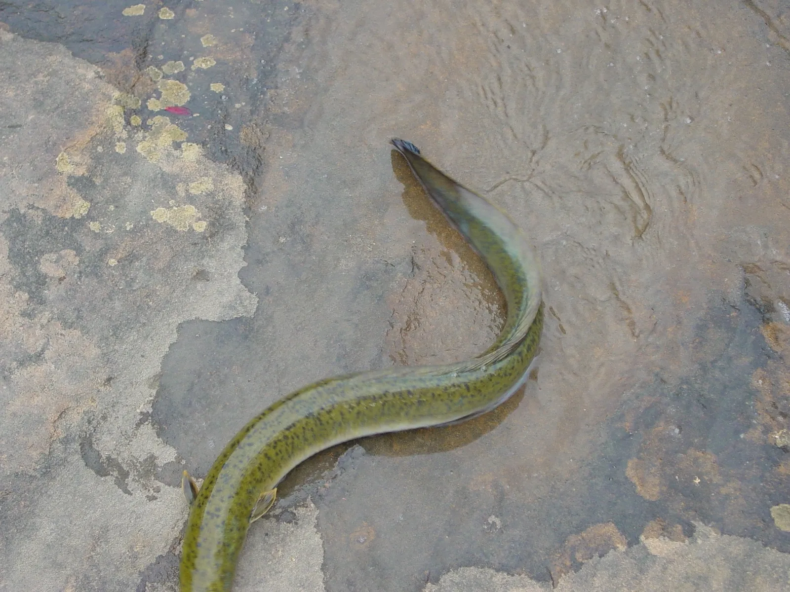 Speckled longfin eel (Anguilla reinhardtii)