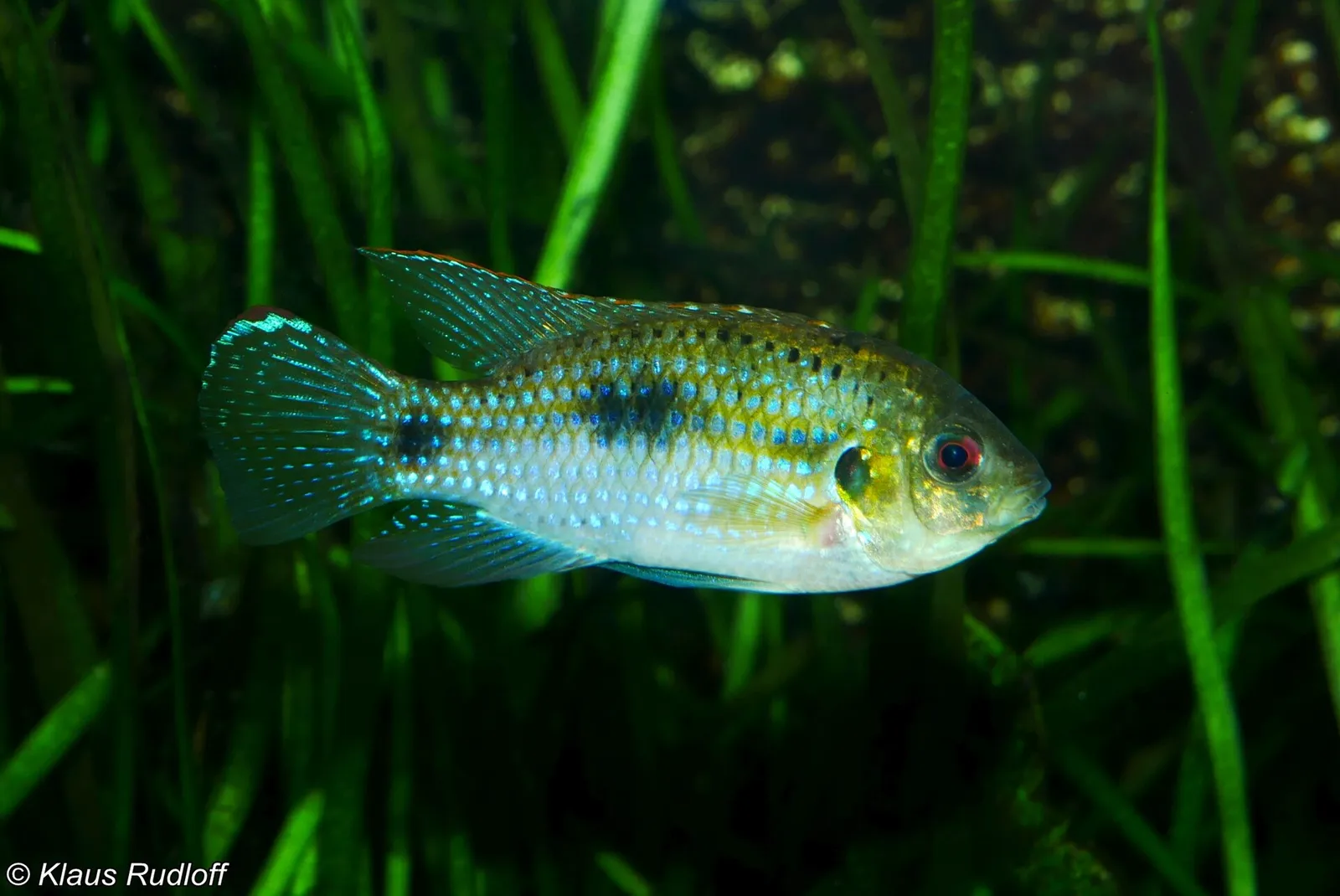 African butterfly cichlid (Anomalochromis thomasi)