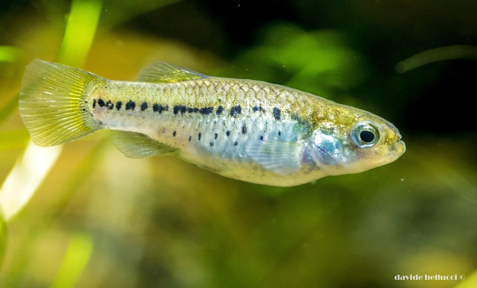 Aphanius almiriensis