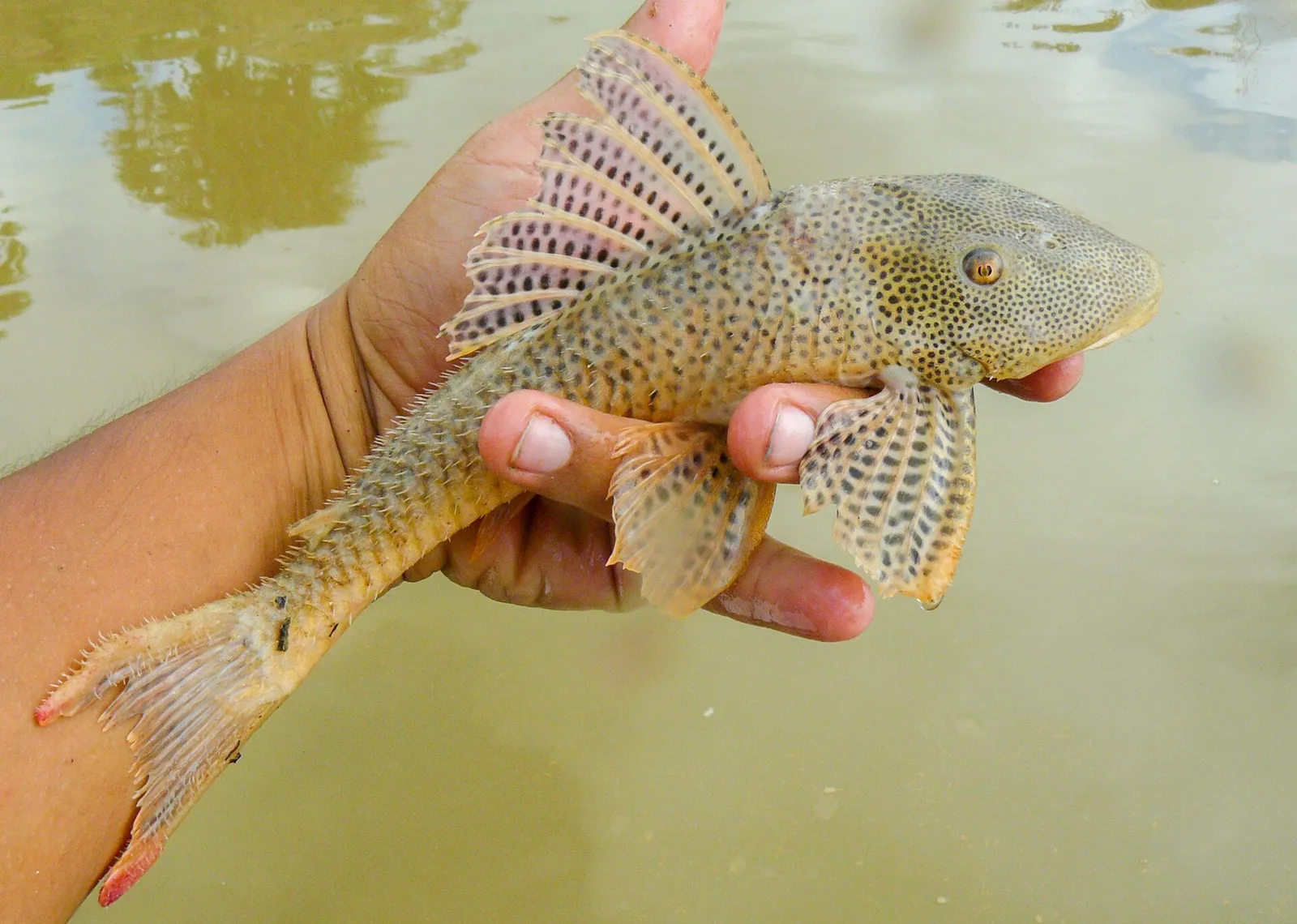 Aphanotorulus unicolor