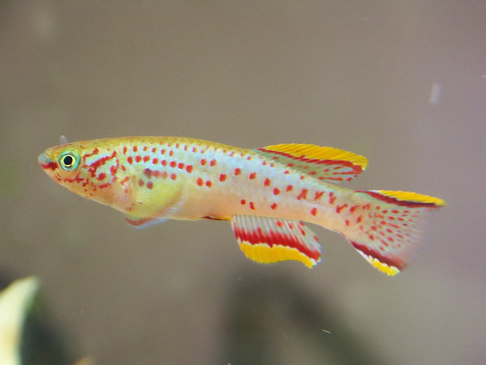 Cape Lopez lyretail (Aphyosemion australe)