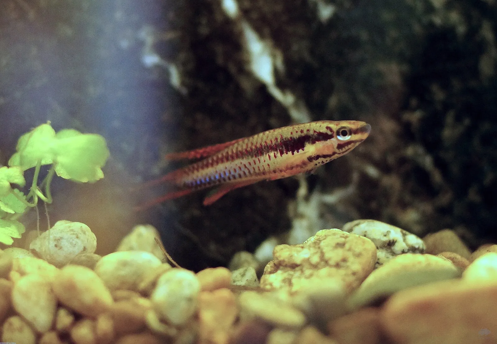 Two-banded lyretail (Aphyosemion bivittatum)
