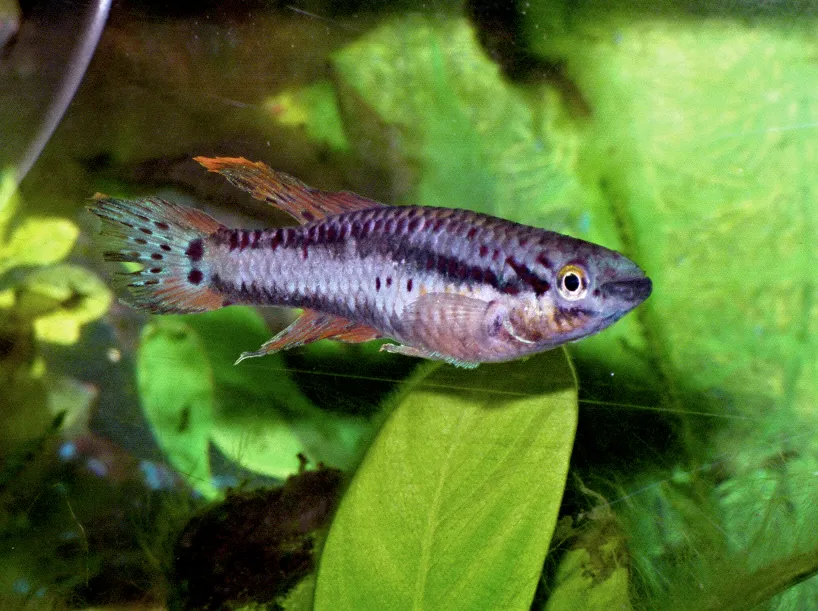 Two-banded lyretail (Aphyosemion bivittatum)
