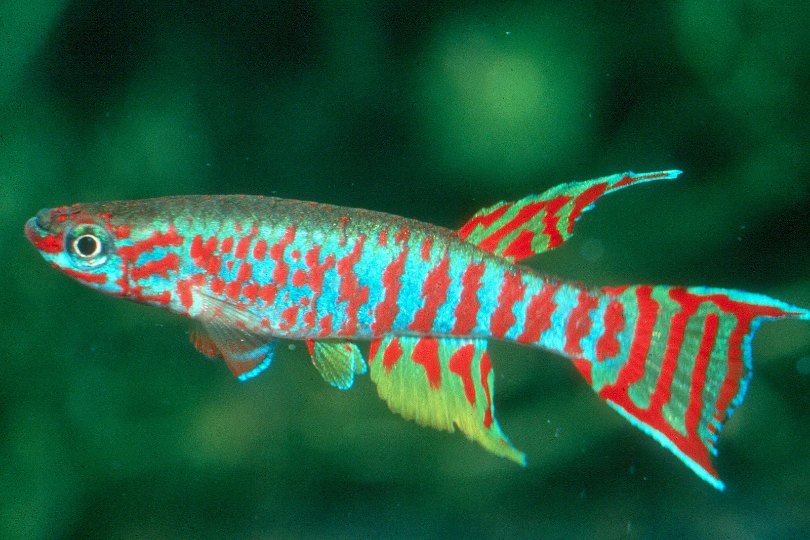 Red-Barred Lyretail (Aphyosemion elberti)