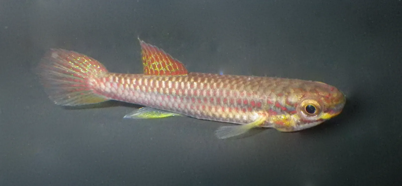 Splendor-fin aphyosemion (Aphyosemion splendopleure)