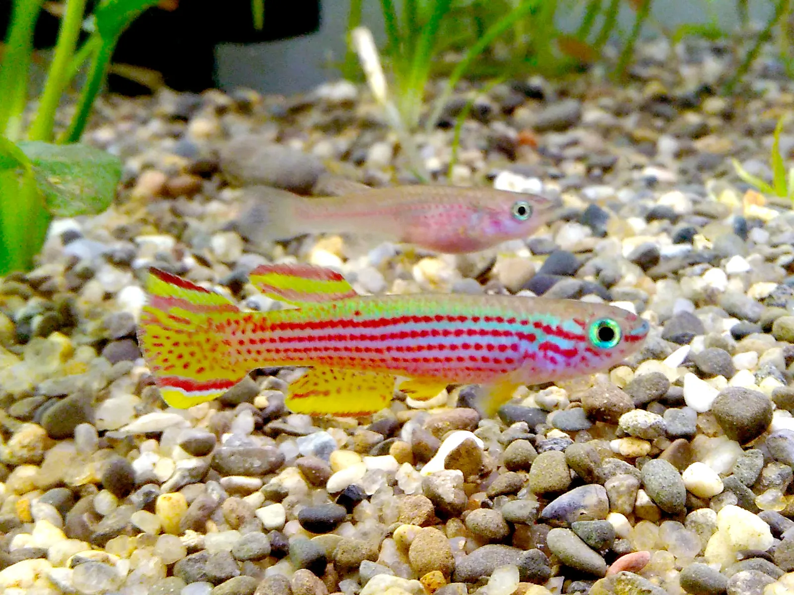 Red-striped killifish (Aphyosemion striatum)